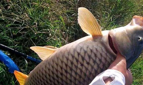 国产黑色鲤鱼视频在线,视频带你领略水中珍品风采