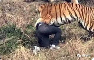 国产老虎长出双翼视频,国产老虎惊现双翼奇观视频引发热议