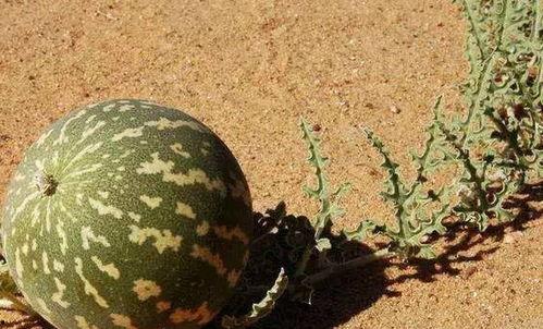 国产自驾游西瓜视频,西瓜视频带你畅游美丽中国  第2张