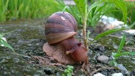 蜗牛国产短视频,国产短视频的清新力量  第2张